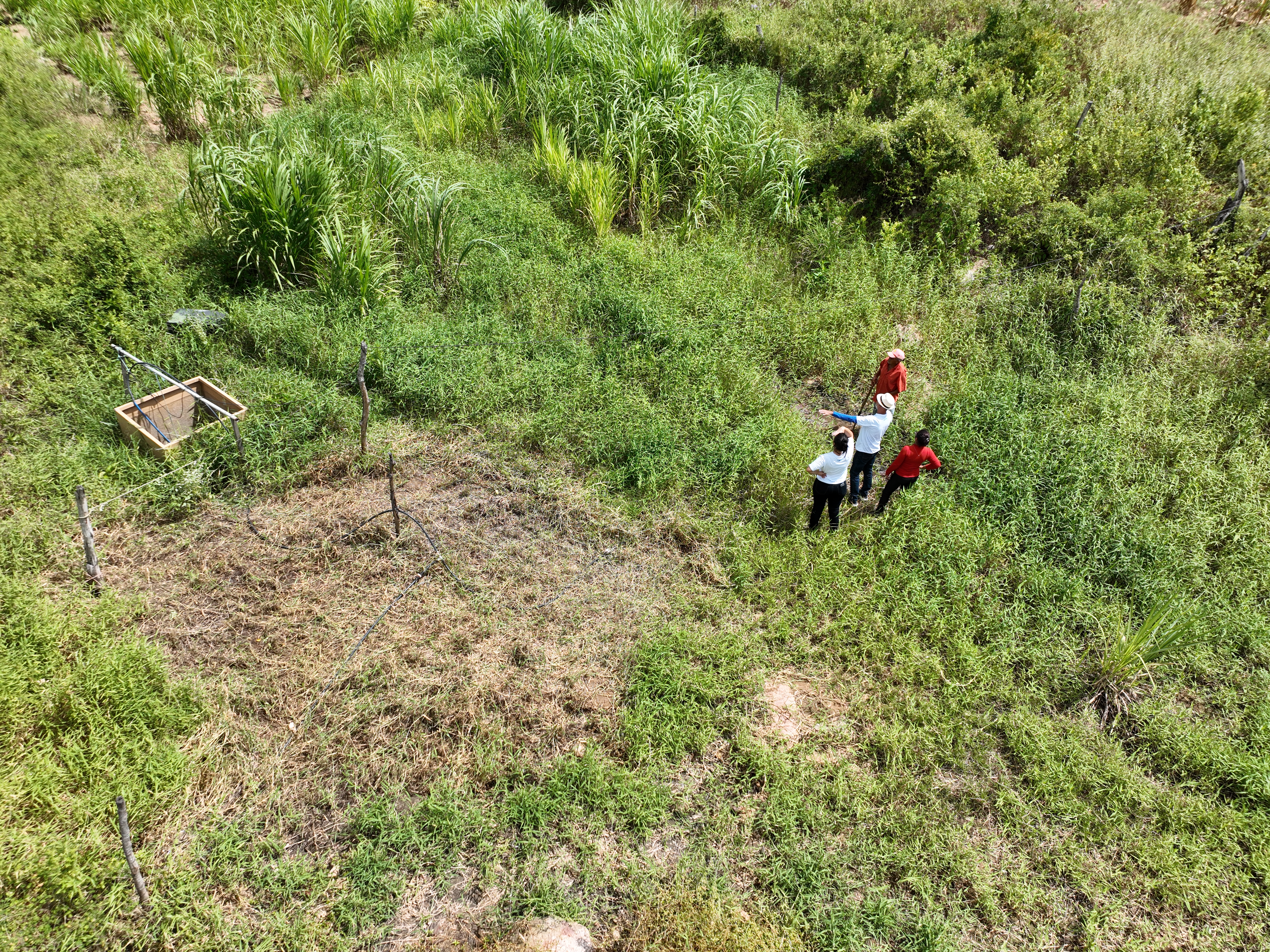 Vista aérea do Olheiro Capela 11 e seu entorno vegetado